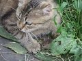 ИГРА КОШКА МЫШКА 