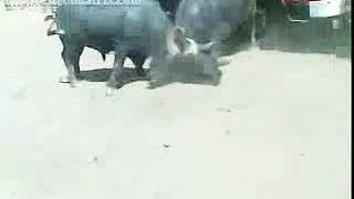 Lucky buffalo fight
