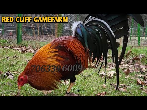 Dre Redcliff Gamefarm - Adrian Francisco