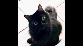 Did somebody say treats