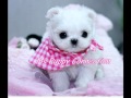 Tiny Teacup Maltese Puppies For Sale Ms Puppy ...
