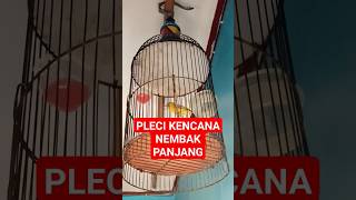 Download lagu pleci nembak panjang kencana #totalbukpar #plecimania #pleci mp3