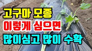 고구마 이렇게 심으면 좁으땅에서도 많이심고 많이 수확해요. 고구마순심는방법/ 고구마 심는시기