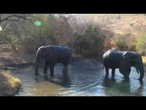 Kwa: Two Elephants enjoy a drink - 15:36 - 07/31/19