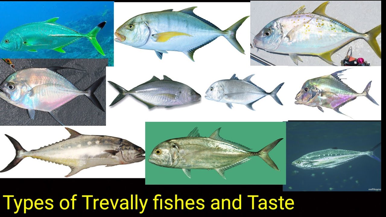 TYPES OF TREVALLY FISH STORY AND HISTORY / பாரை மீன்களின் வகைகள் மற்றும் வரலாறு