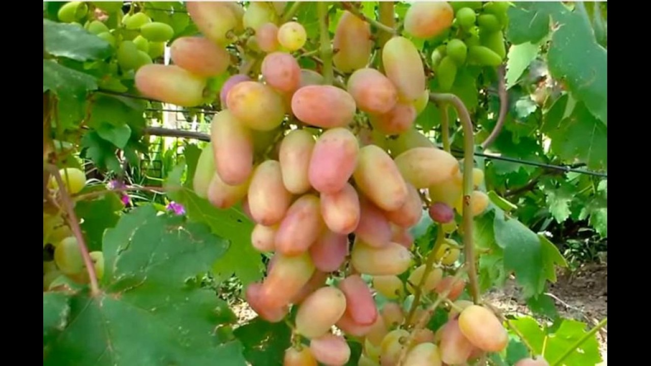 Виноград Виктор