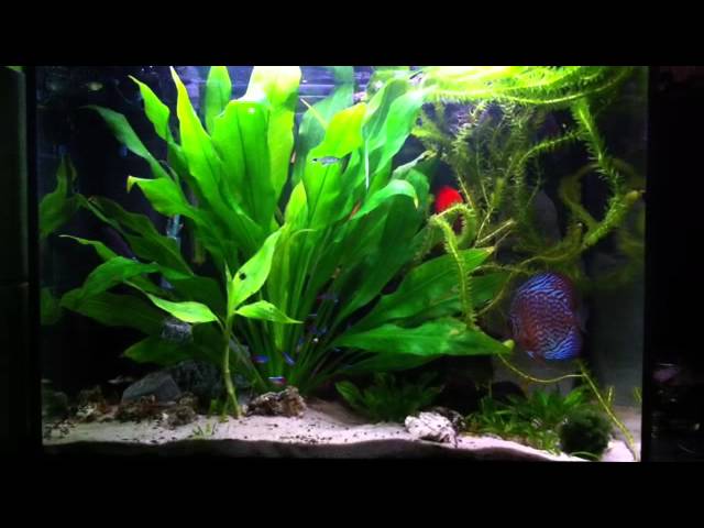 Discus fish in planted aquarium