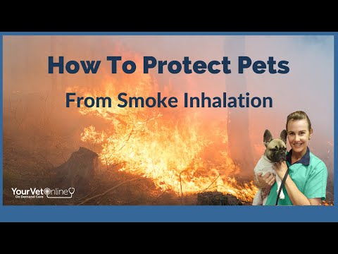 How To Help Your Pets With Smoke Inhalation From Fires