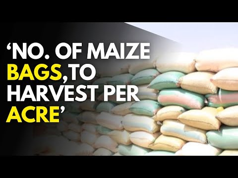 Green vs Dry Maize Farming in Kenya Which is More Profitable in 2025