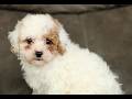 Cavapoo dogs for sale: Snowball  - Video 1