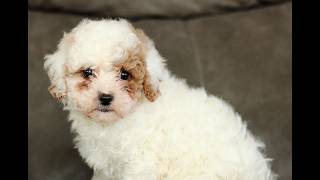 Video preview image #1 Cavapoo (Miniature) Puppy For Sale in BIRD IN HAND, PA, USA