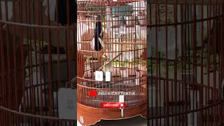 Download lagu Kacer full buka ekor nagen satu titik #kacerbongkarisian #kacergacor #kacerfullisian mp3 Download lagu Kacer full buka ekor nagen satu titik #kacerbongkarisian #kacergacor #kacerfullisian mp3