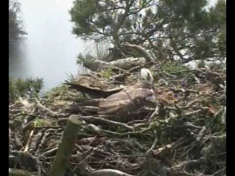 Intruder Landing on Nest Whilst Female Is Incubating