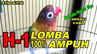 Download lagu CARA PERAWATAN LOVEBIRD H 1 LOMBA DAN TRIK PAGI SAAT MAU BERANGKAT LOMBA mp3