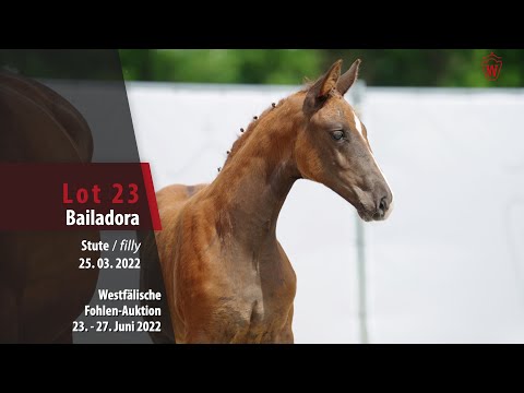 Fohlen-Auktion Lot 23 Bailadora Stute v. Benicio - Hotline
