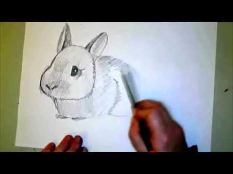 How to Draw a Baby Bunny