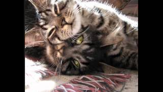 cats hugs and kisses