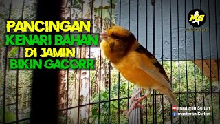 Download lagu PANCINGAN KENARI BAHAN AGAR CEPAT GACORR #pancingankenaribetina #kicaumania #masteran  mp3