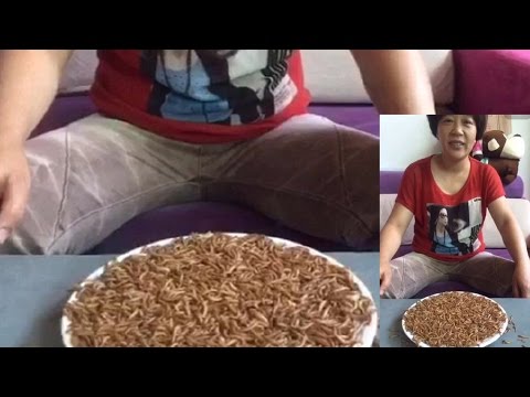 Chinese Woman Eats Live Maggots | Eating Challenge @Hodgetwins Video