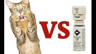 Cats VS Ssscat - Compilation