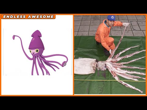 Cephalopods Of Octonauts In Real Life