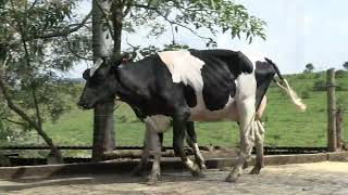 Vídeo 13 - 1º LEILÃO ANUAL SITIO TIMOTEO | VACAS 3/4 E 7/8