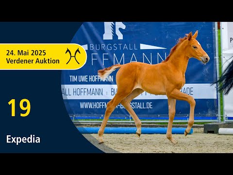 No. 19 Expedia by Escolar - San Remo | Verden Auction OnLive - YoungSTARS - May, 24th