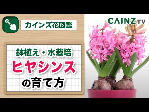 ヒヤシンスじょうろ