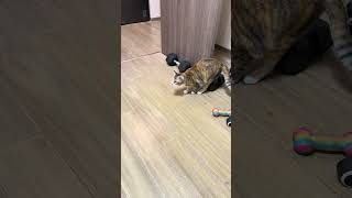 Download lagu 猫咪一二开始进攻The cats began their attack.猫たちは攻撃を開始した。كوچيڠ-كوچيڠ ايت ممولاكن سرڠن مريك. mp3 Download lagu 猫咪一二开始进攻The cats began their attack.猫たちは攻撃を開始した。كوچيڠ-كوچيڠ ايت ممولاكن سرڠن مريك. mp3