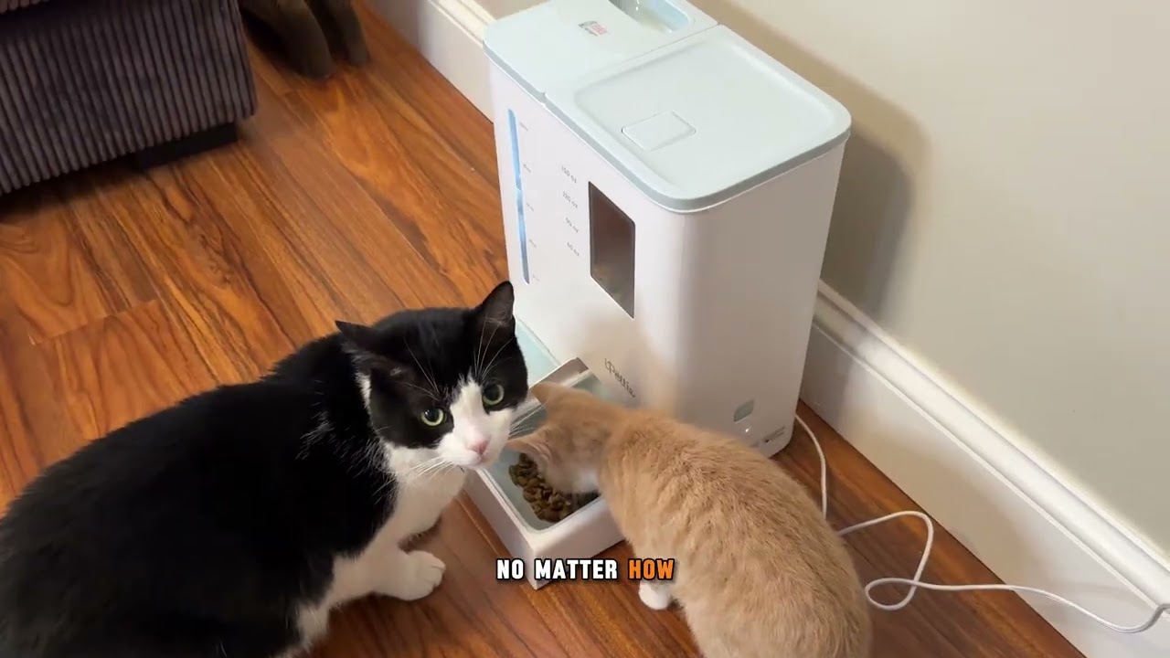 🐱🐶 iPettie FW54 WiFi Automatic Feeder and Waterer Set: Make feeding time easier and safer