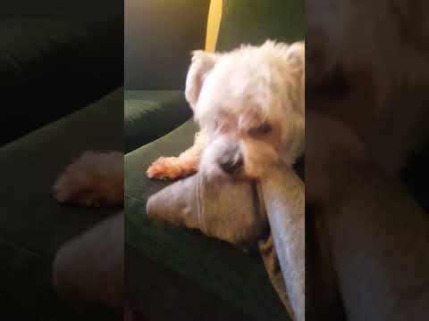 Absolutely ferocious beast attacks my hand *not clickbait*