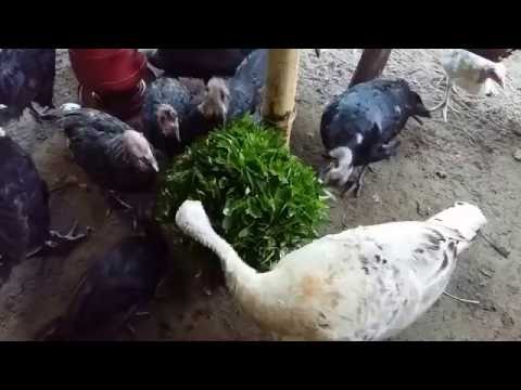 Turkey chicken eating vegetables . +88 01755557501