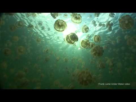 Jellyfish Lake - Amazing Natural Beauty!