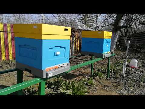 Ep. 1: Presentation of the lyson-polystyrene hive for beginners by a beginner 😜