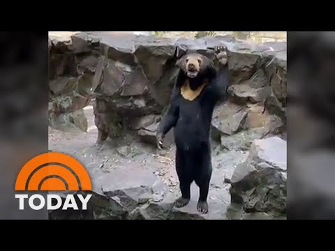 Fur real? China zoo officials say bear is not a human in a costume