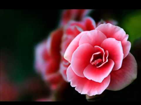 Radmila Jagodić - Mehmeda je stara majka karala