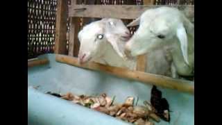 preview picture of video 'Ternak kambing tanpa ngarit, makan gedebog pisang Mitra HCS Batang Jawa Tengah'