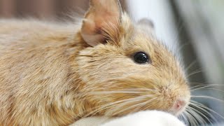 デグーのりーちゃん、日常編　degu's daily life