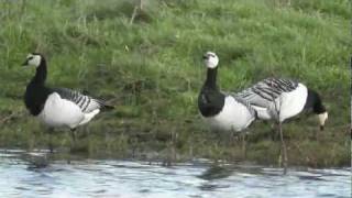 preview picture of video 'Barnacle Geese at Mersehead, Dumfries and Galloway 2011'