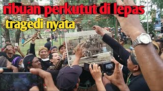 Download lagu RIBUAN perkutut lokal di lepas ke alam‼️tragedi bersejarah di jawa tengah mp3