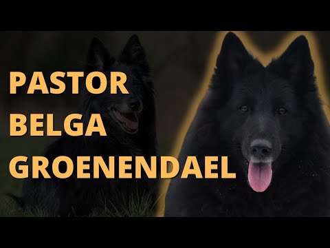 Pastor Belga Groenendael - Características Y Temperamento