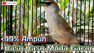 Download lagu Ampuh Pancing Bunyi Buat Burung Kaso Kaso Bahan mp3