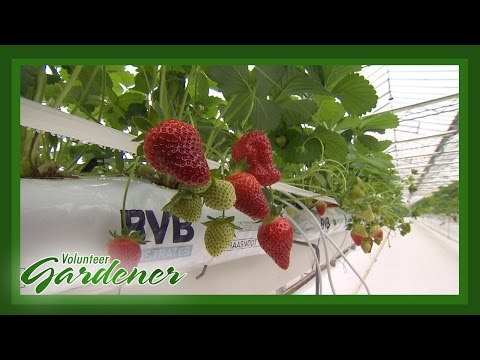 , title : 'Strawberry Greenhouse Production | Volunteer Gardener'