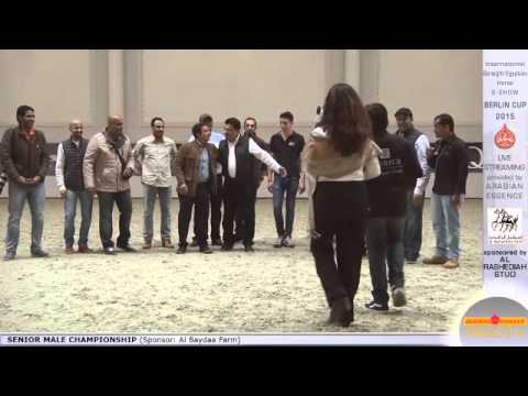 1st N.15 SHAMEKH AL DANAT - Berlin Cup S-Show Werder 2015 - Senior Stallion Championship (Class 18)