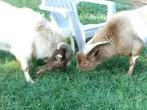 Fainting Goat Studs Sharing Food