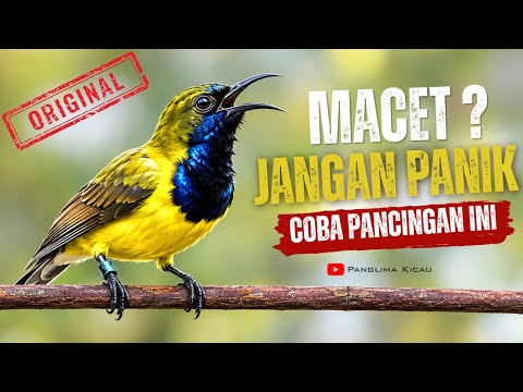 Macet? Jangan panik! Dengarkan pancingan sogon ini #pancingansogon #sogonmania #sogonngobra