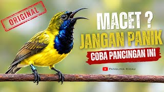 Download lagu Macet? Jangan panik! Dengarkan pancingan sogon ini #pancingansogon #sogonmania #sogonngobra mp3 Download lagu Macet? Jangan panik! Dengarkan pancingan sogon ini #pancingansogon #sogonmania #sogonngobra mp3