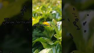 Download lagu Tentang Rasa storywa #storywaterbaru  #astrid #storywagalau#storywakekinian mp3