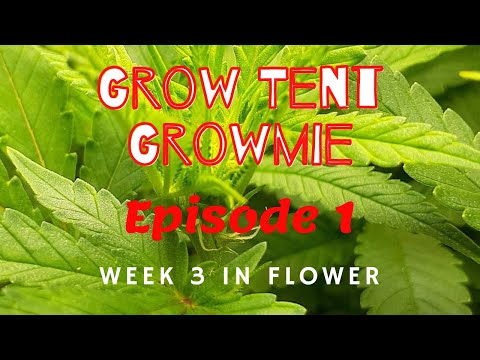 Grow Tent Growmie Ep 1 Week 3 In Flower of Black Cherry Punch and Blueberry