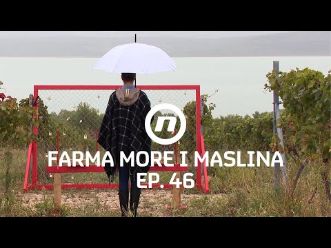 Pravila jasna, sreća ključan faktor - Epizoda 46 | Farma More i Maslina